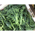 Suntoday New garden seeds catalogue vegetable F1 buying organic seeds online heriloom broccoli choysum seeds(A42006)